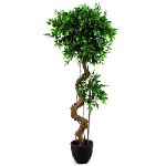 Fíkus bonsai Europalms