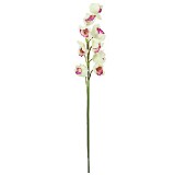Větvička orchideje Europalms