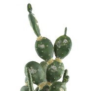 Kaktus mix Europalms